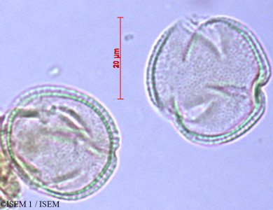 Eschweilera andina - lame n° 29438